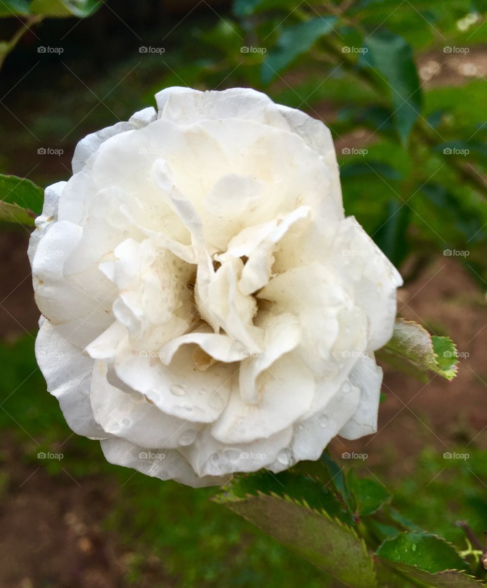 🌼#Flores do nosso #jardim, para alegrar e embelezar nosso dia!
#Jardinagem é nosso #hobby. 
🌹
#flor #flowers #flower #pétalas #garden #natureza #nature #flora  