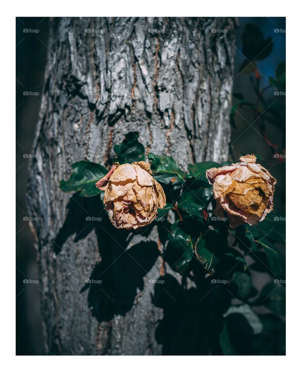 Roses