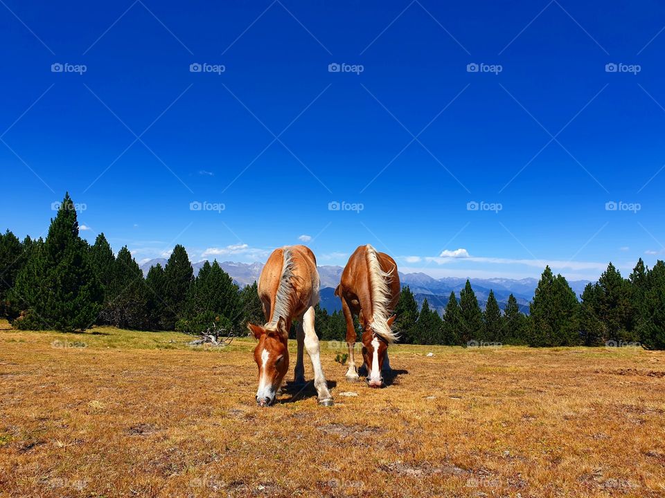Wild horses at the top of the world.