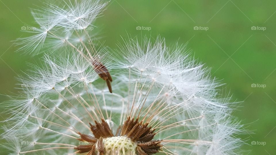 Dandelion