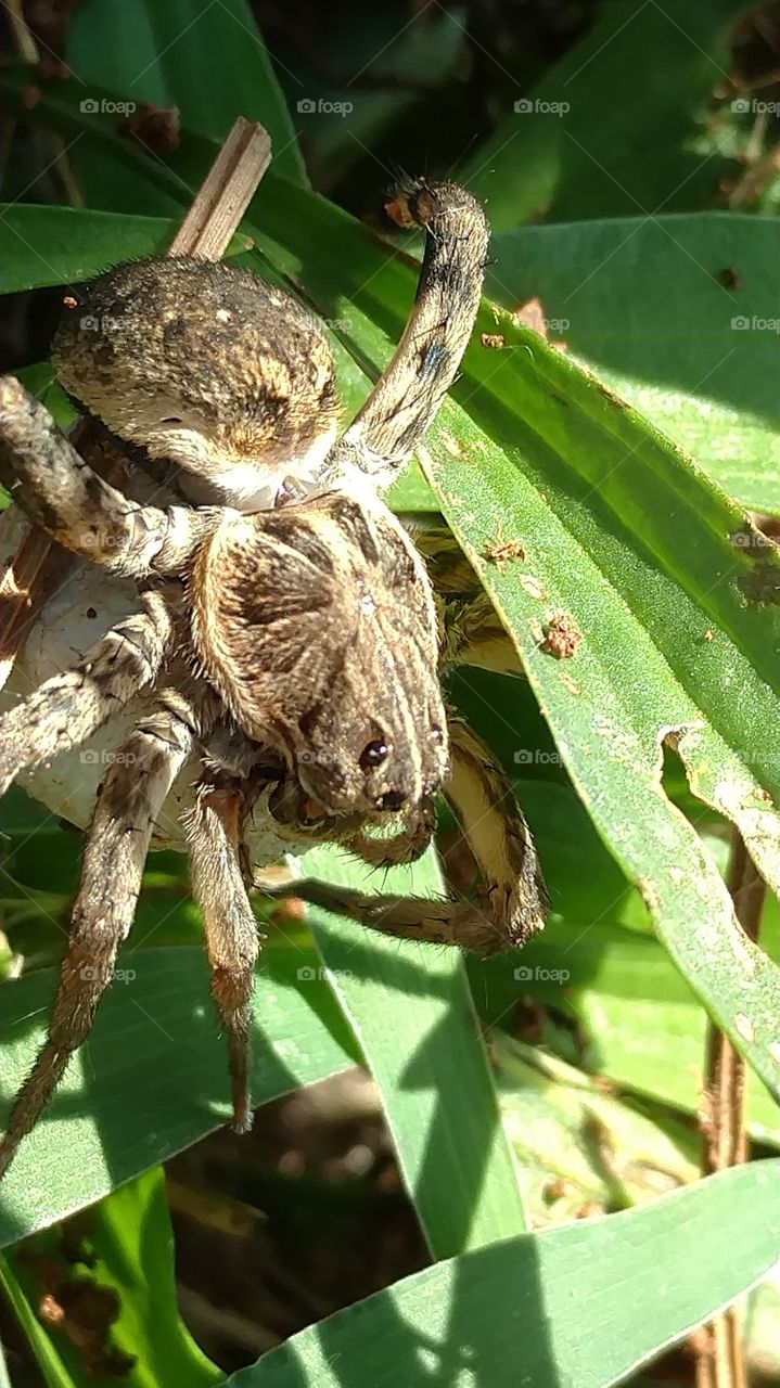 Wildlife, Nature, Animal, Insect, Wild