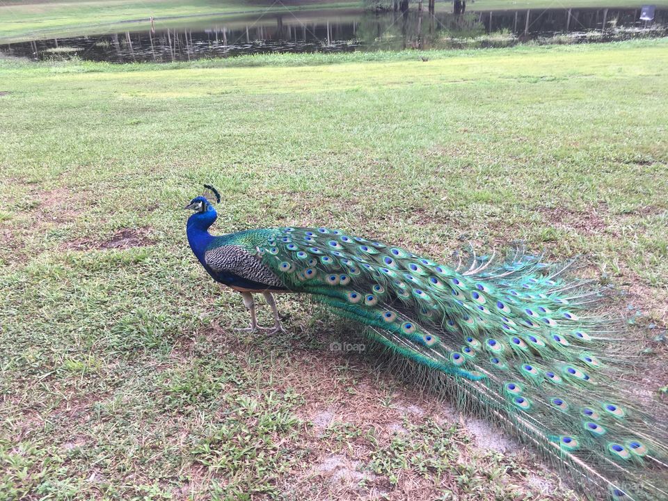 A beautiful peacock in a field of green grass in Florida 