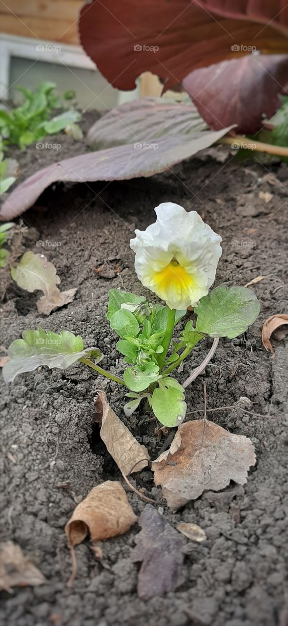 беленький цветок в саду
