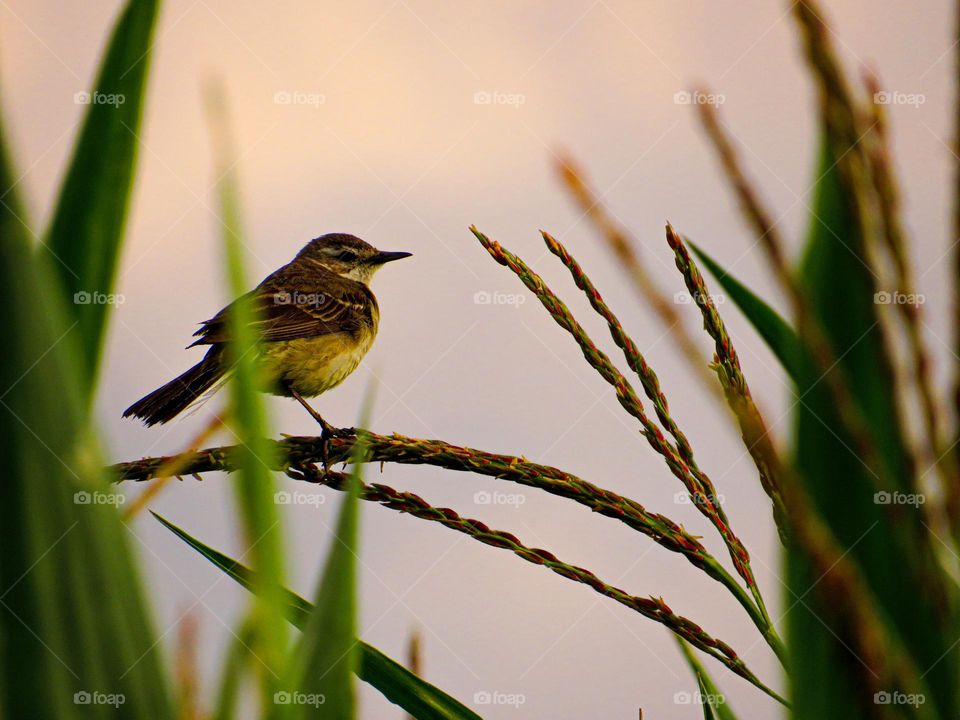 Sparrow at the corn fields.