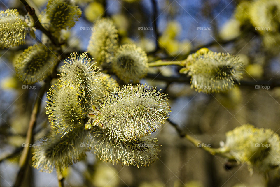 Blooming willows are plants whose flowering branches allow us to feel the spring climate