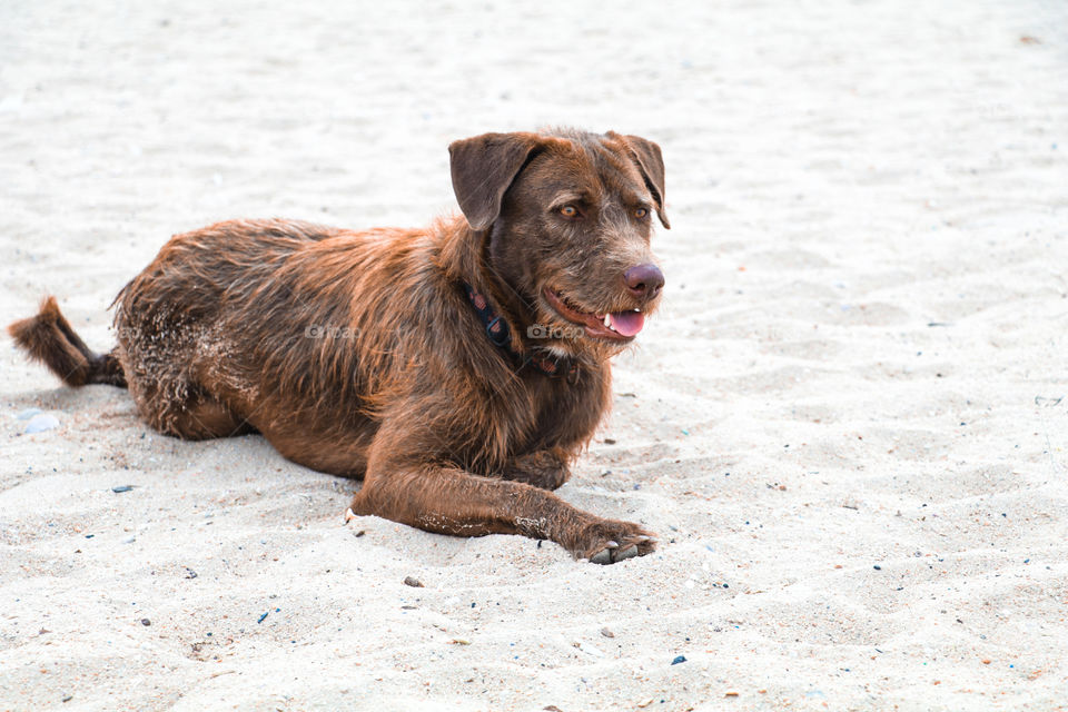 Friendly beach stray dog
