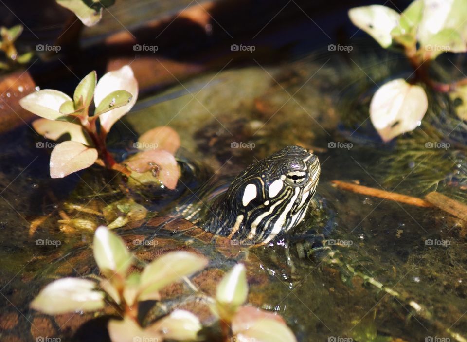 Turtle in the water