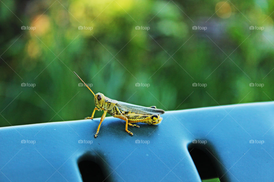 Bright grashopper sitting on metal bench.