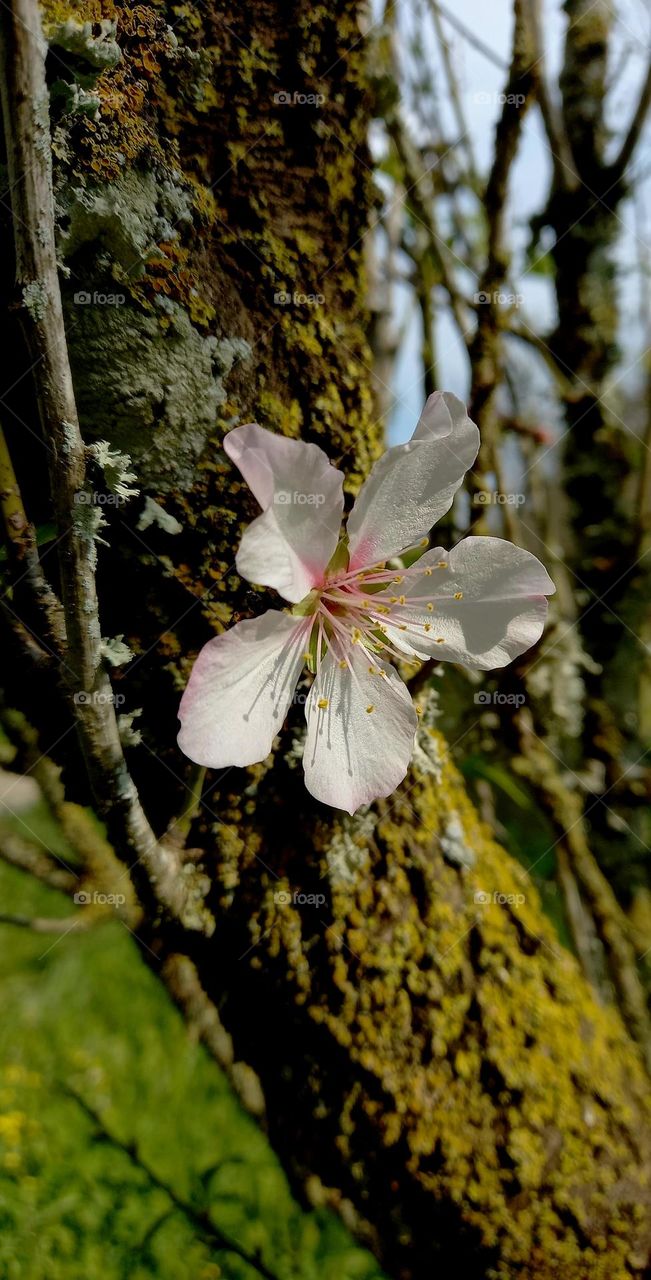 Almond tree