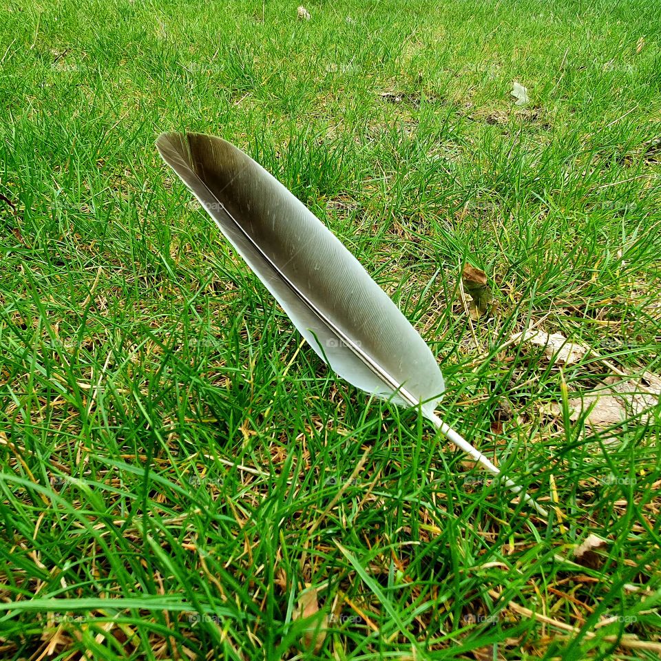 A lost feather on the green lawn.