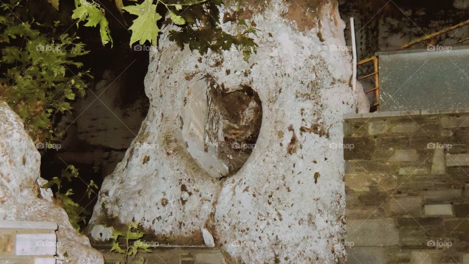 Old tree with heart in self