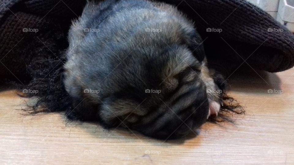 Sleeping baby dog