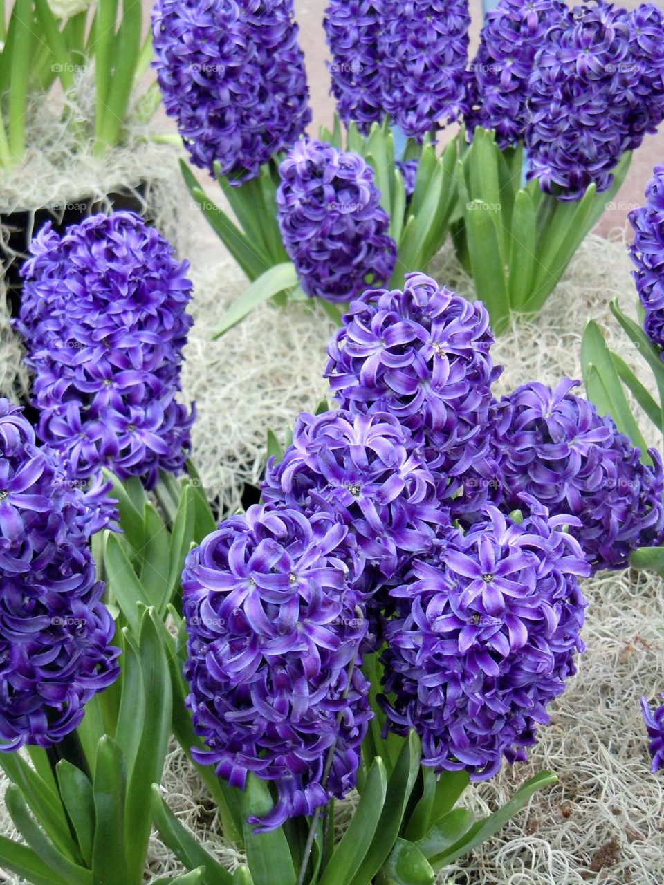 Hyacinths are spring-blooming with  richly colored flowers and an incredible fragrance that  can perfume the entire garden. 