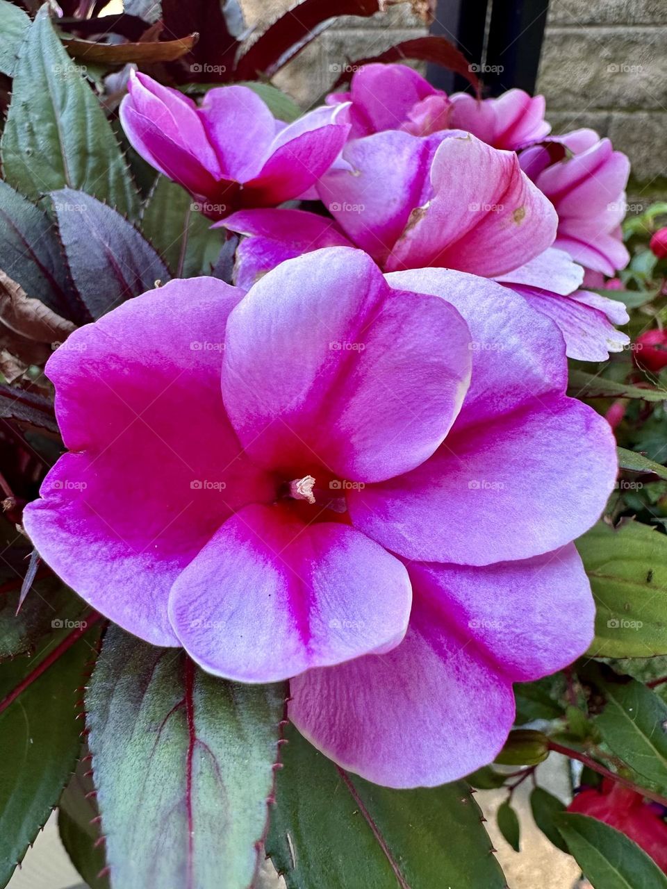 Bright pink impatiens busy Lizzie flowers blooming in hanging basket backyard suburban garden neighborhood landscaping summer 