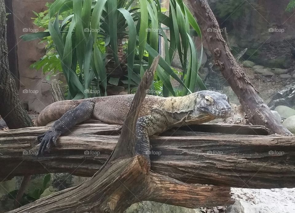 Komodo Dragon