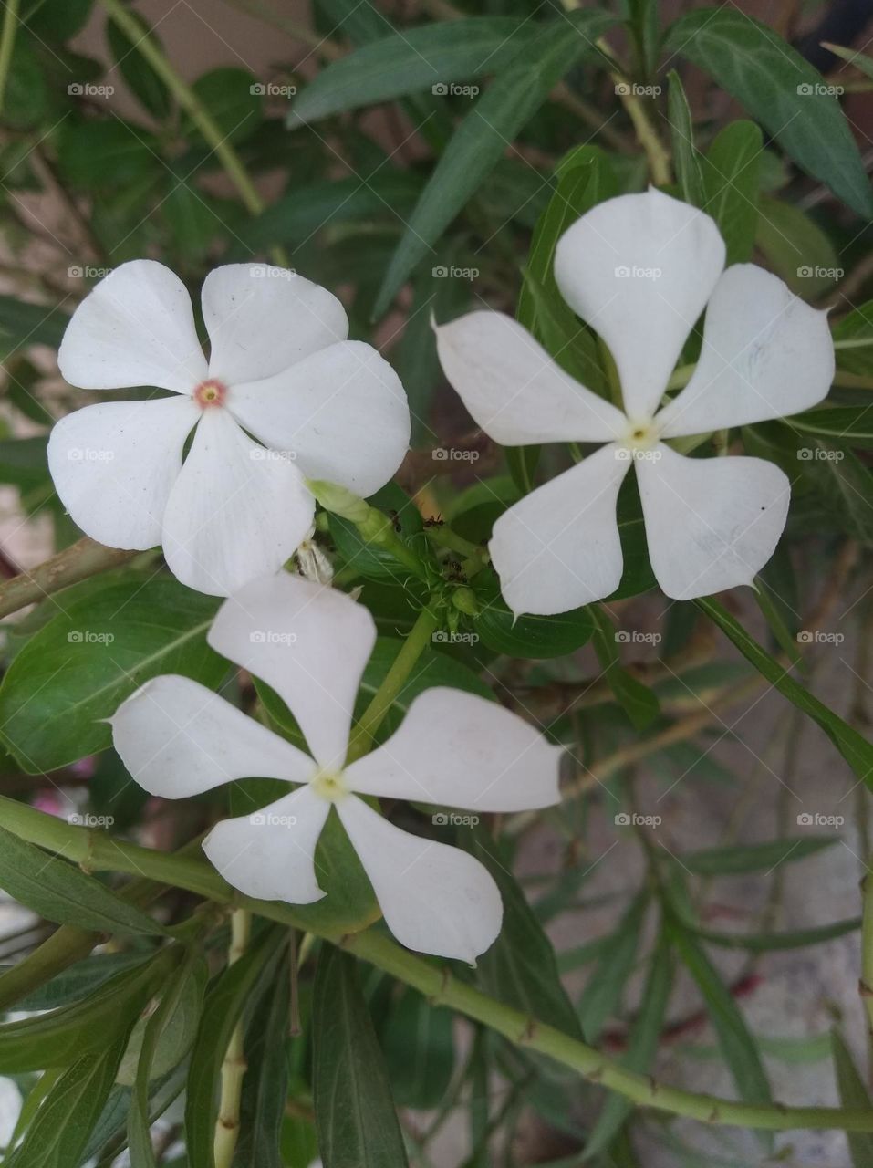 periwinkle white flower looks very beautiful generally found everywhere fresh seasonal looking very beautiful