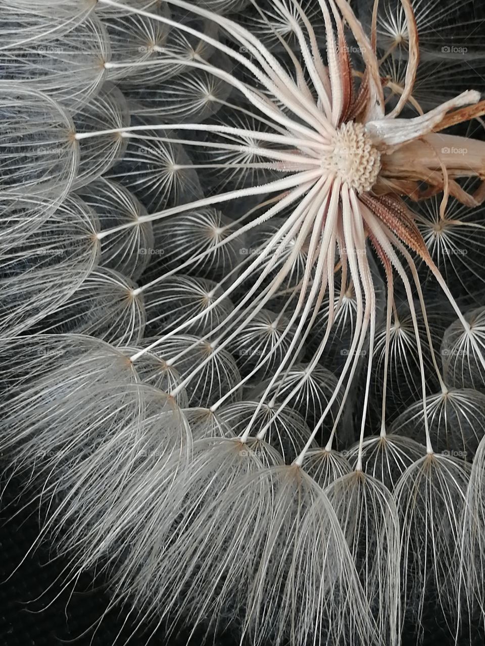 Dandelion