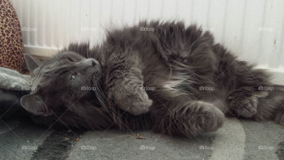 Grey Furry Cat