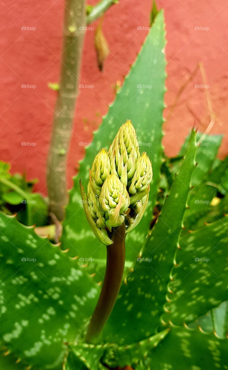 aloe vera  - aloe plant flower
