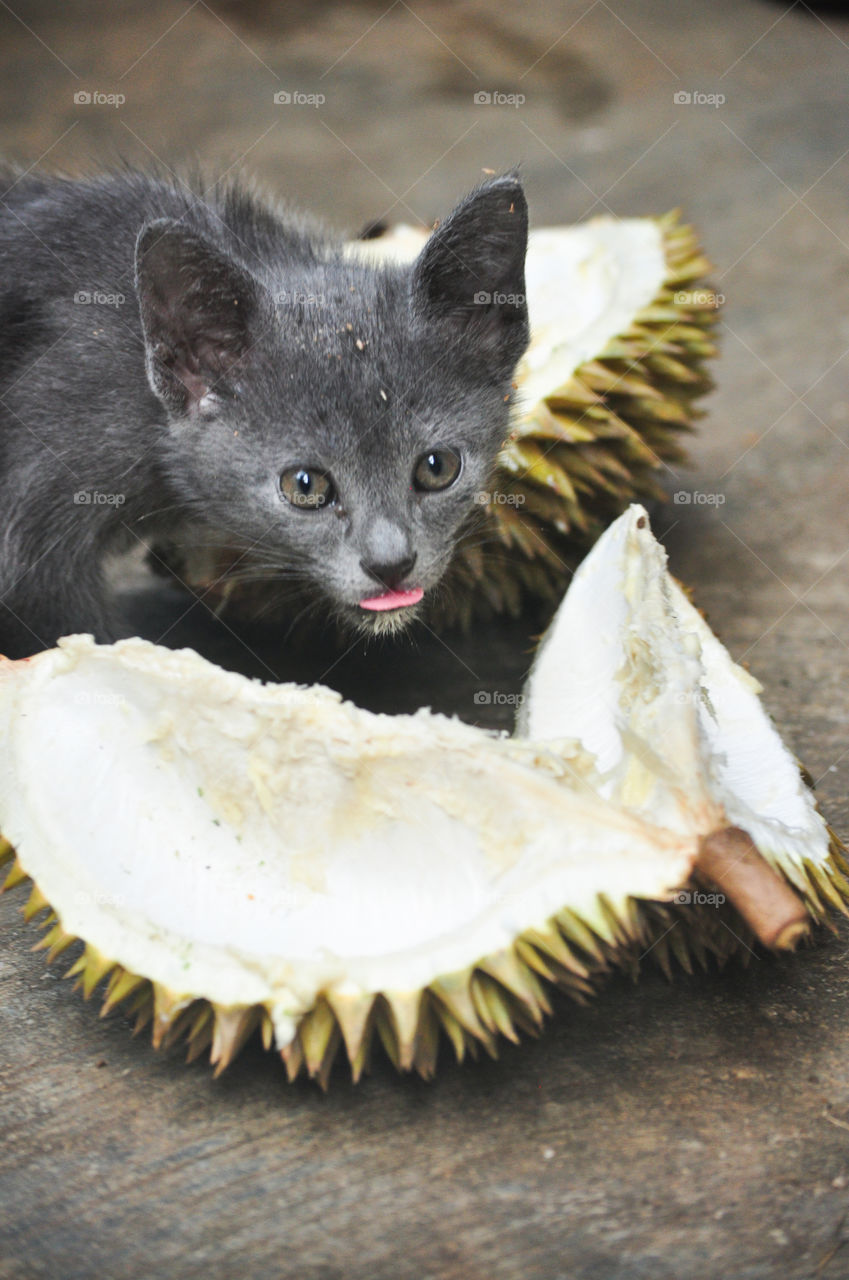 Our gray pet cat eating durian fruit