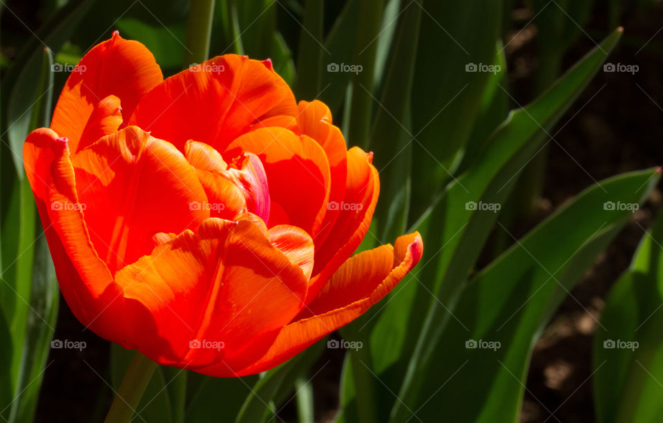 Close-up of orange tulip flower