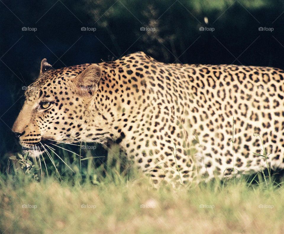 leopard stalking. late afternoon.