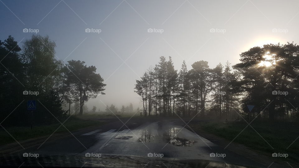 утро туманное ёжик в тумане