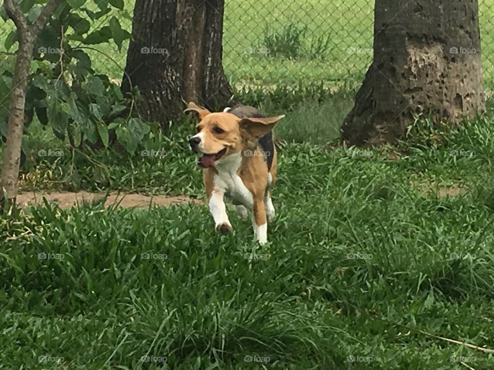 Beagle correndo