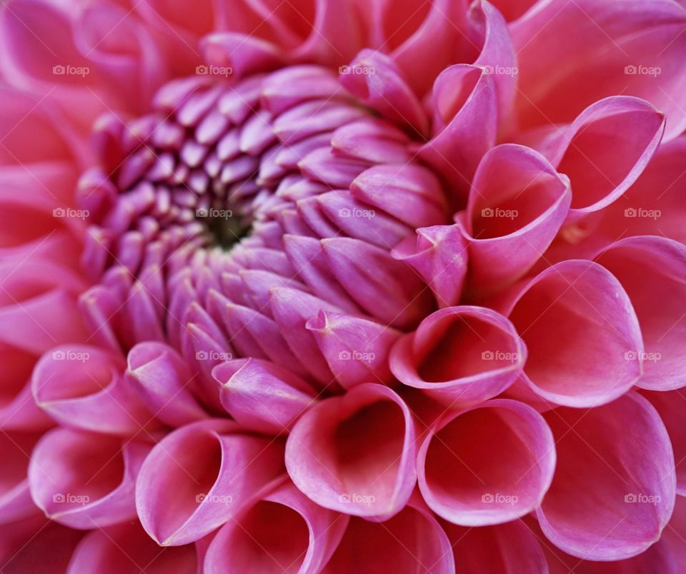 Beautiful pink petal close up ... Foap Macro Mission