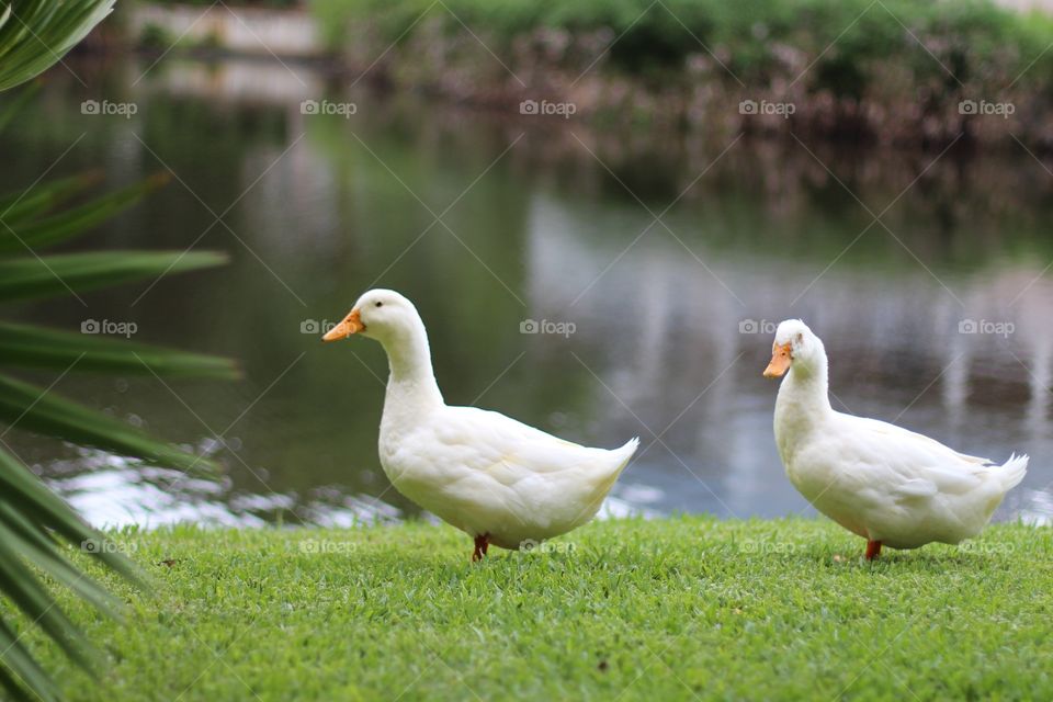 Couple a Quacks