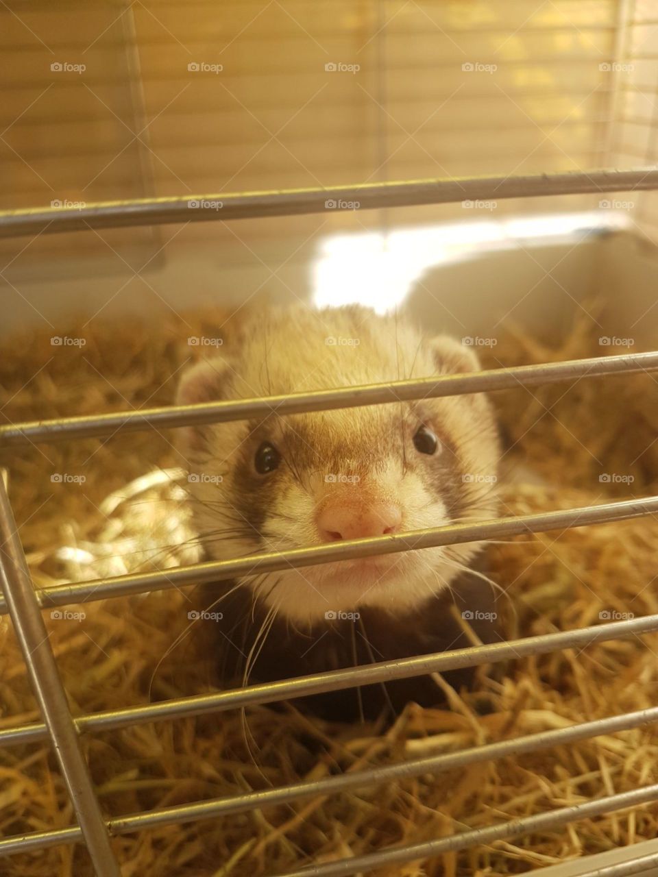 ferret