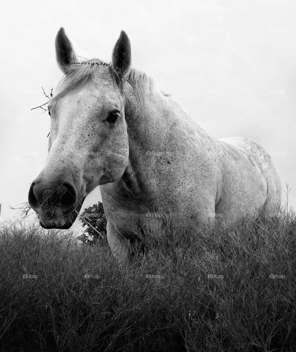 Gray Horse