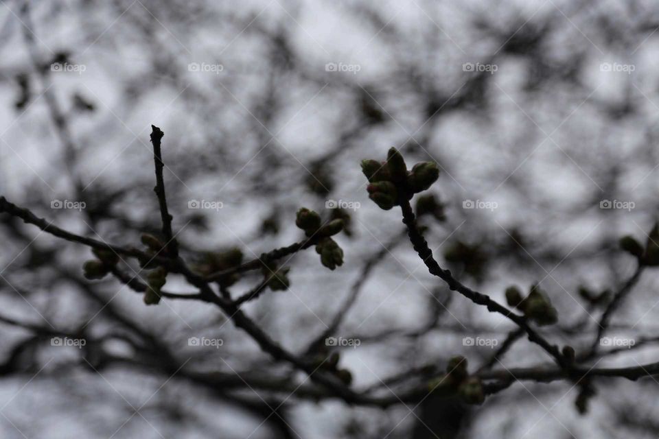 Tree Buds