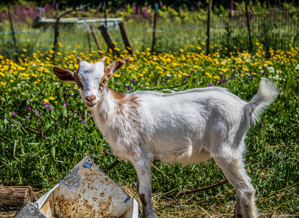 A female kid goat stands in a field, surrounded by green grass and little yellow and pink flowers