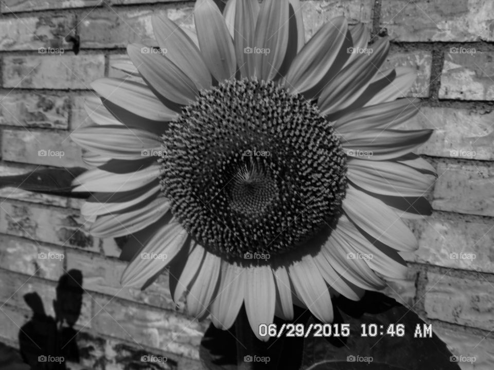 Texas size sunflower 🌻. This is a picture of a Texas sunflower that I photographed this morning while out exploring