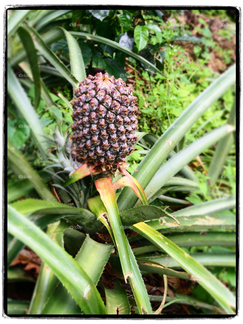 pinapple colombia