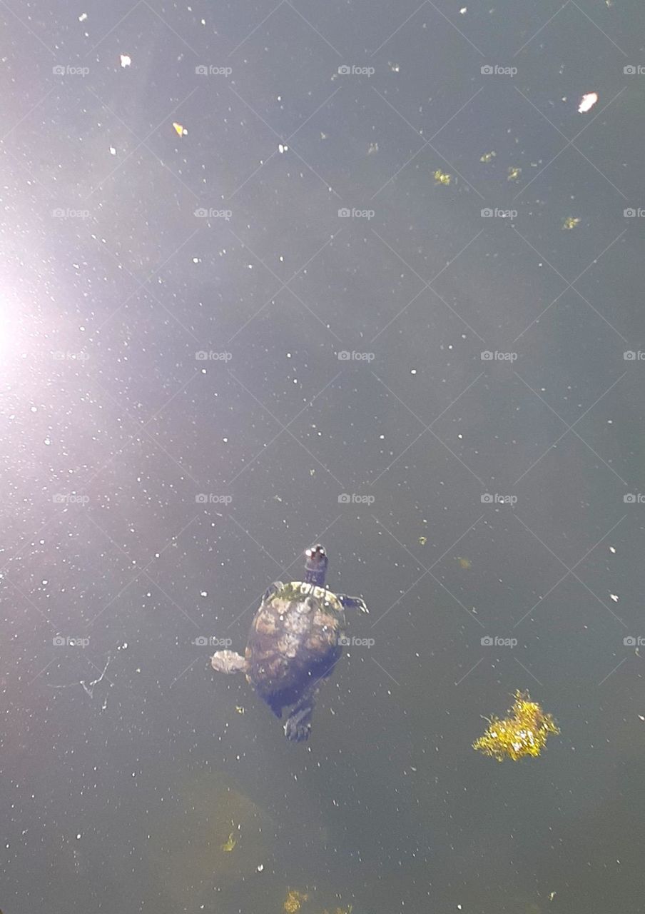 A turtle swims to the surface in the water of Lake Lily Park in Maitland, Florida.