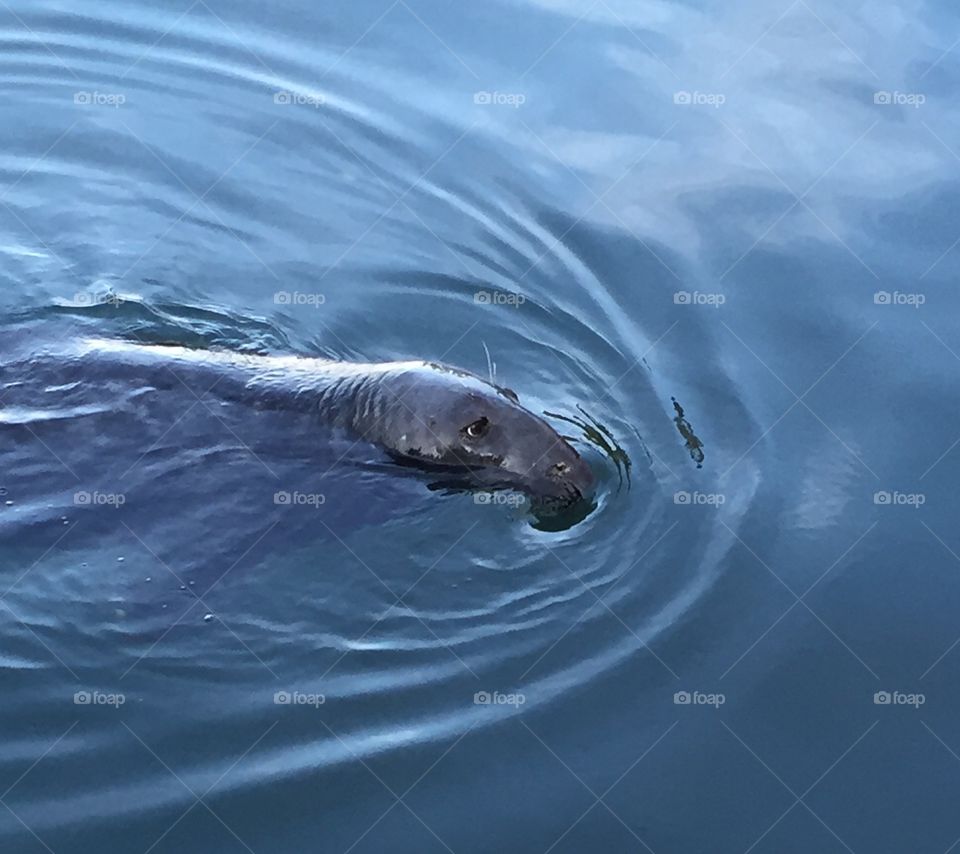 Chatham Harbor Seal