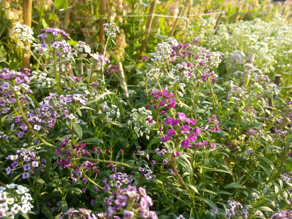 flowers plants