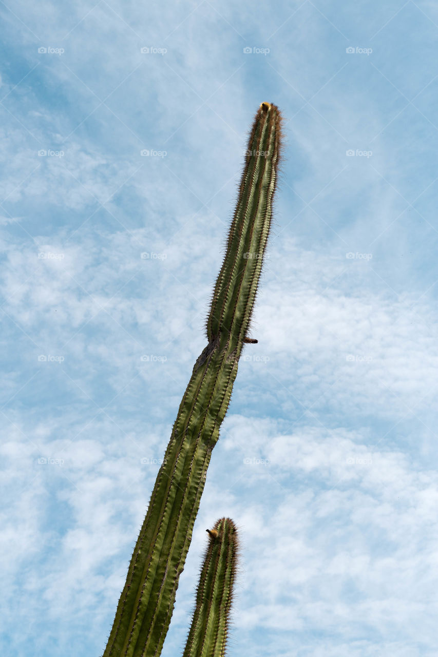 cactus in the sky