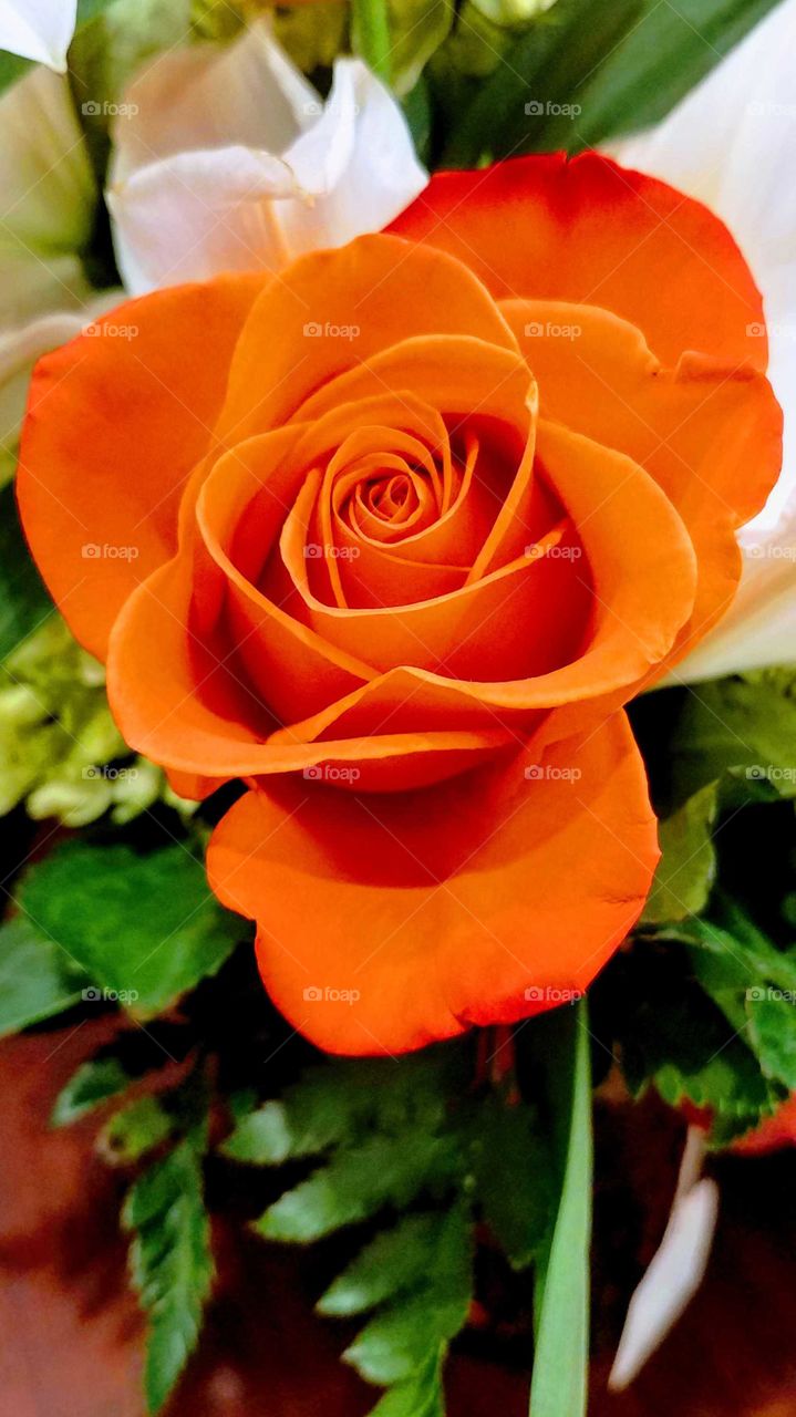 a close up of a partially opened bright orange rose surrounded by green foliage and white lily petals