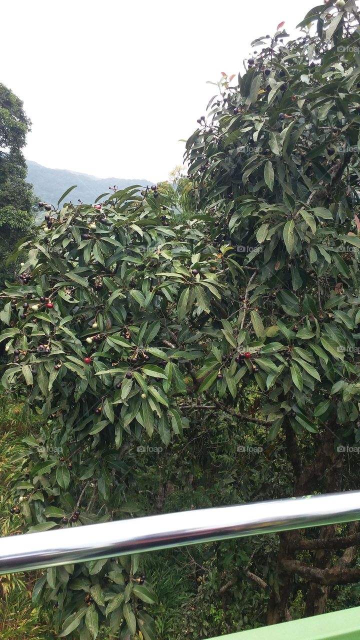 mango tree