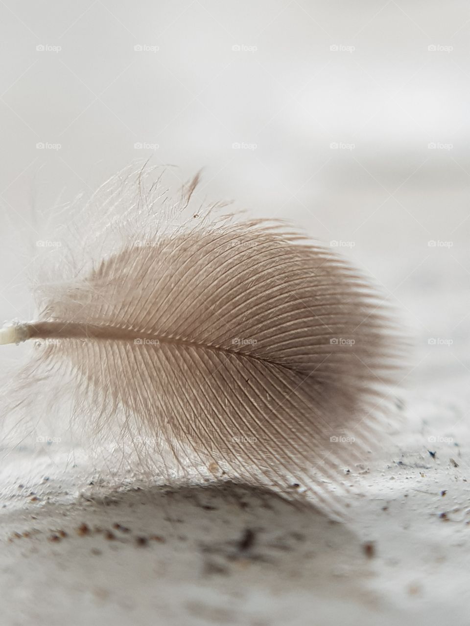 White Feather