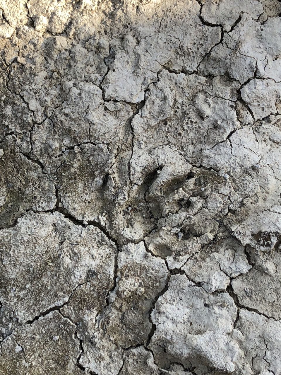 Raccoon print in the mud