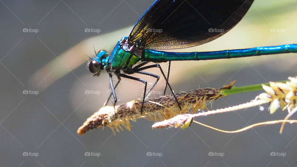 Caballito del Diablo