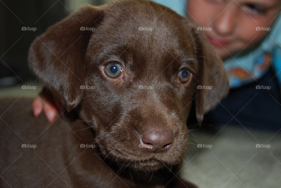 Chocolate puppy 