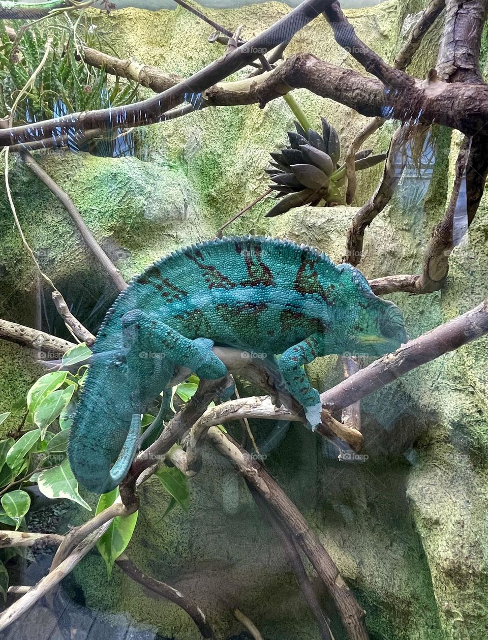 Cute teal chameleon on the branch 