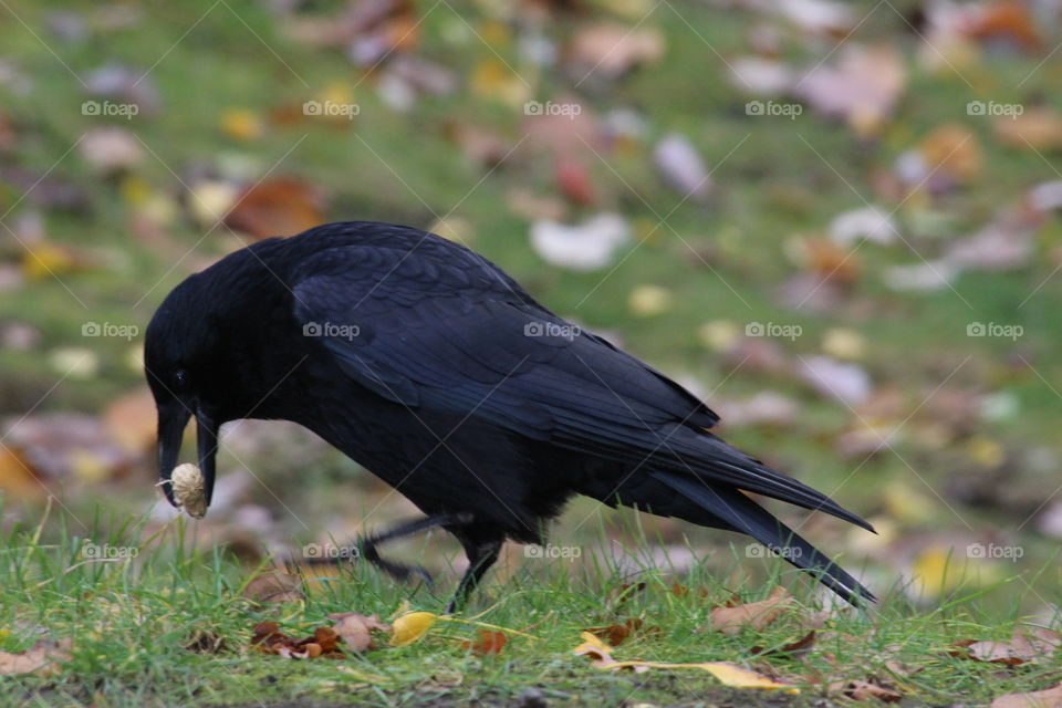 Black crow eating peanut