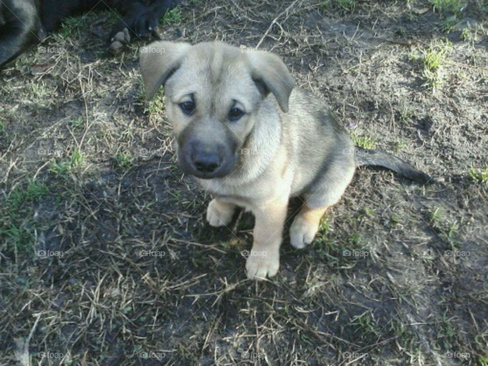 My dog when she was a puppy