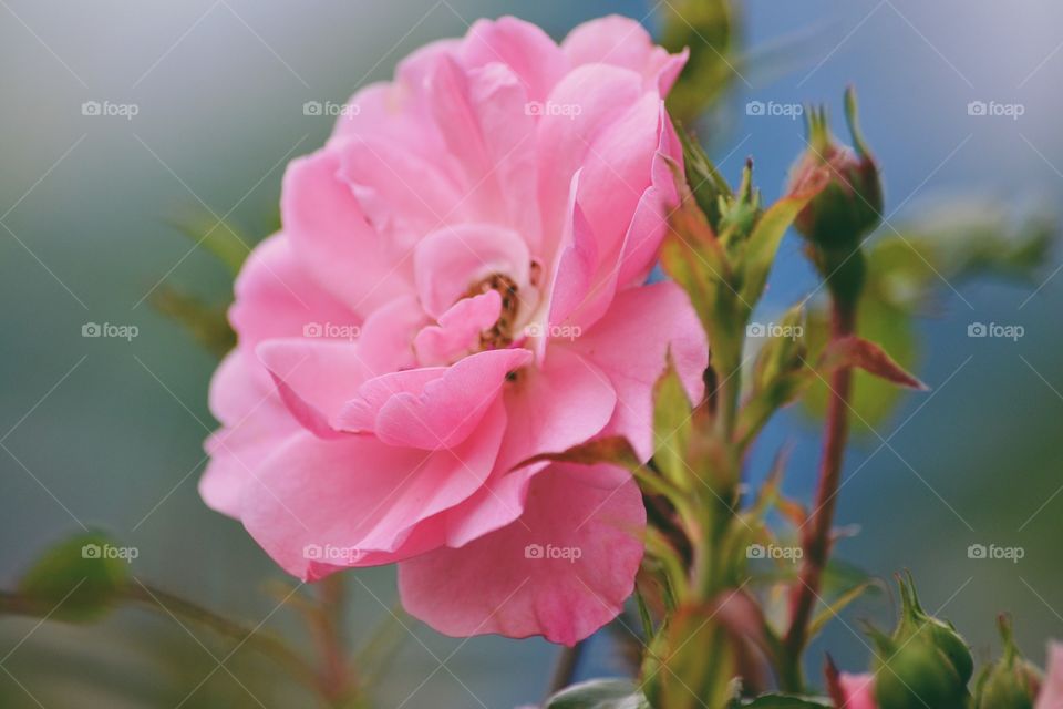 Pink rose